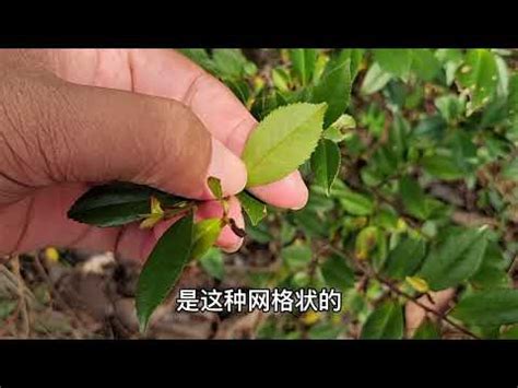 測量方位 翠米茶枯萎